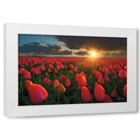 Tulips at Sunset White Modern Wood Framed Art Print by Podt, Martin