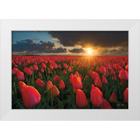 Tulips at Sunset White Modern Wood Framed Art Print by Podt, Martin