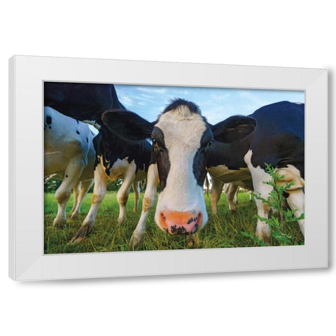 Moo White Modern Wood Framed Art Print by Podt, Martin