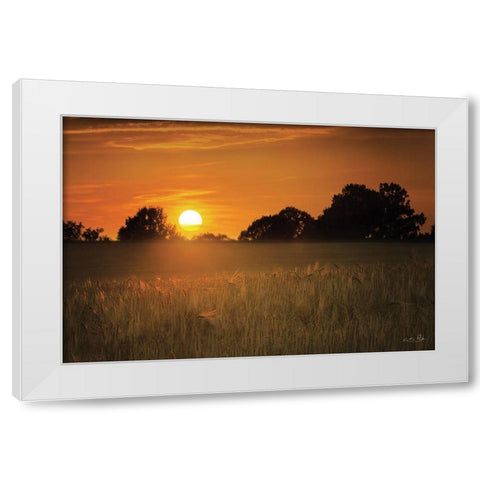 Fields of Gold White Modern Wood Framed Art Print by Podt, Martin