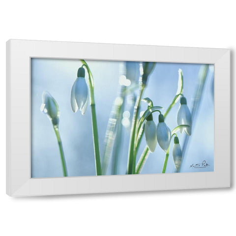 Couple of Snowdrops  White Modern Wood Framed Art Print by Podt, Martin