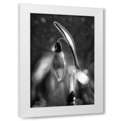 Snowdrops in Black and White White Modern Wood Framed Art Print by Podt, Martin