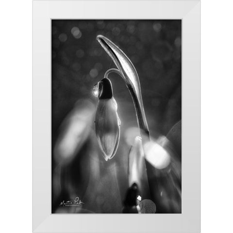 Snowdrops in Black and White White Modern Wood Framed Art Print by Podt, Martin