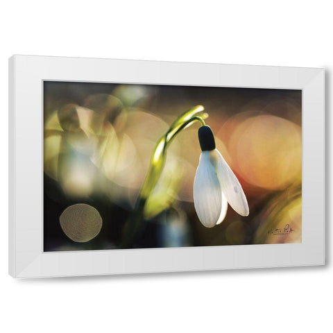 Snowdrops III White Modern Wood Framed Art Print by Podt, Martin
