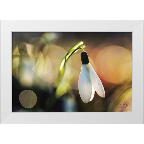 Snowdrops III White Modern Wood Framed Art Print by Podt, Martin