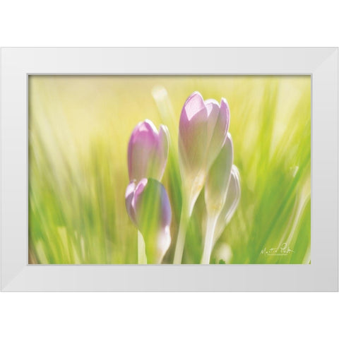 Soft Crocus White Modern Wood Framed Art Print by Podt, Martin