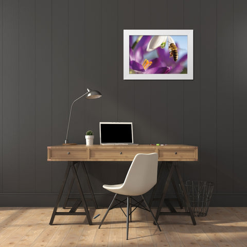 Bee I White Modern Wood Framed Art Print by Podt, Martin