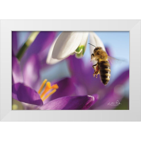 Bee I White Modern Wood Framed Art Print by Podt, Martin