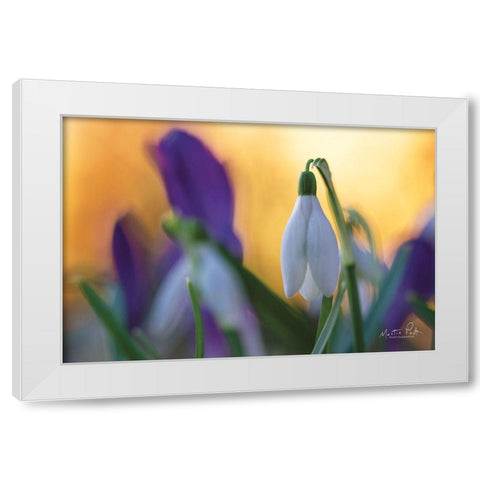 Snowdrop at Sunset White Modern Wood Framed Art Print by Podt, Martin