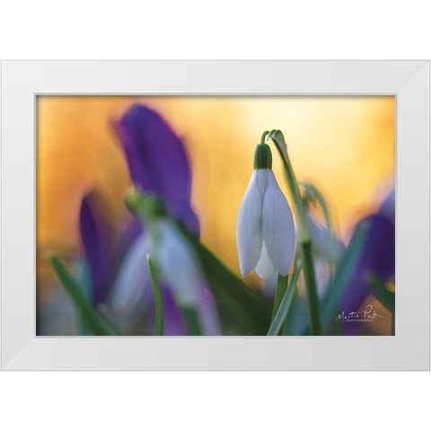 Snowdrop at Sunset White Modern Wood Framed Art Print by Podt, Martin