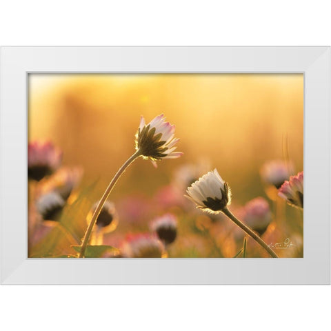 Daisies     White Modern Wood Framed Art Print by Podt, Martin
