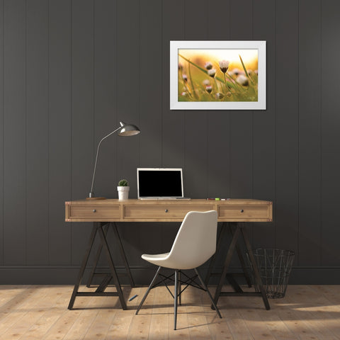 Daisy at Sunset     White Modern Wood Framed Art Print by Podt, Martin