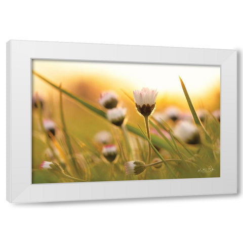 Daisy at Sunset     White Modern Wood Framed Art Print by Podt, Martin