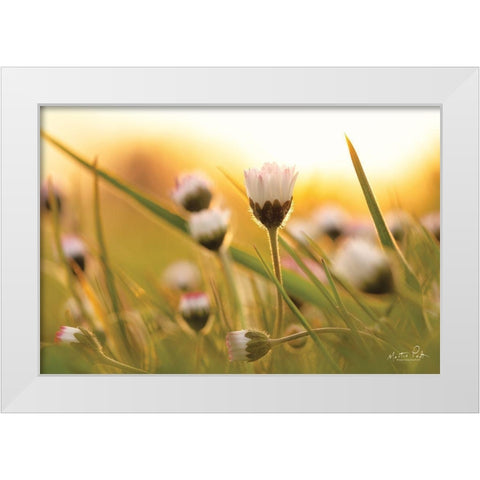 Daisy at Sunset     White Modern Wood Framed Art Print by Podt, Martin