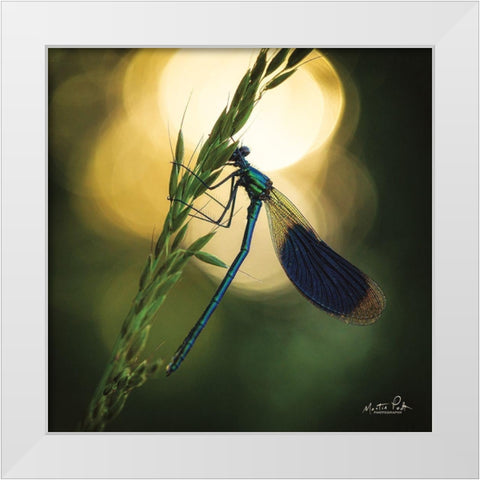 Damselfly in Backlight White Modern Wood Framed Art Print by Podt, Martin