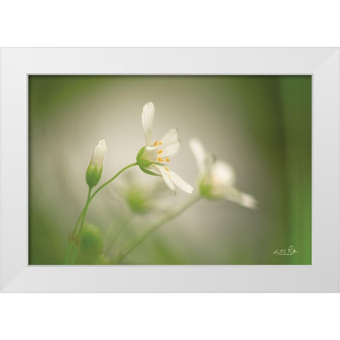 Stellaria White Modern Wood Framed Art Print by Podt, Martin