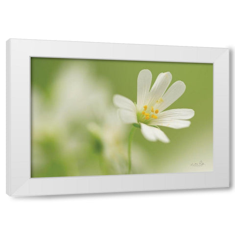 Stellaria Holostea White Modern Wood Framed Art Print by Podt, Martin