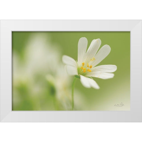 Stellaria Holostea White Modern Wood Framed Art Print by Podt, Martin