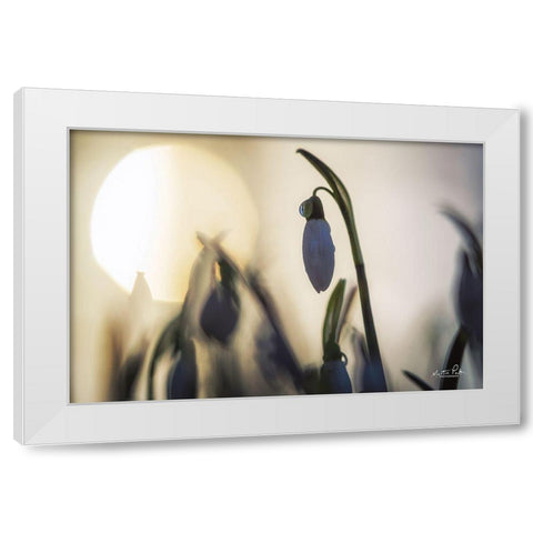Backlit Snowdrop White Modern Wood Framed Art Print by Podt, Martin