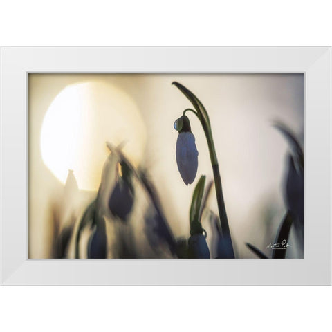 Backlit Snowdrop White Modern Wood Framed Art Print by Podt, Martin
