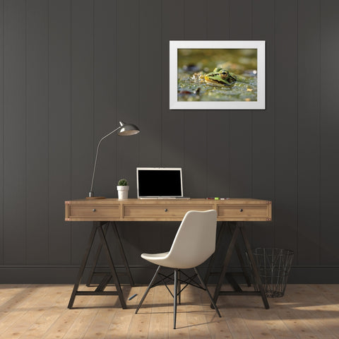Frog White Modern Wood Framed Art Print by Podt, Martin