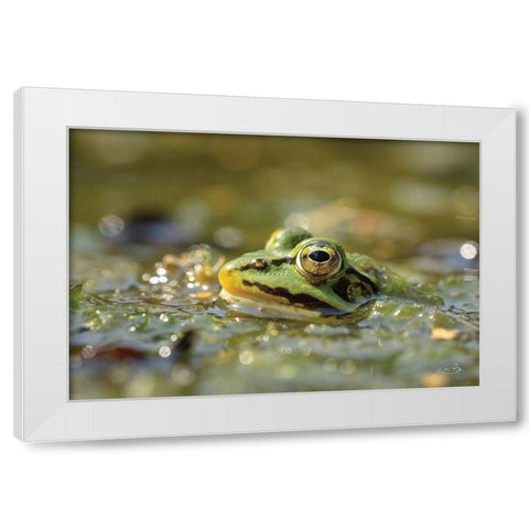 Frog White Modern Wood Framed Art Print by Podt, Martin