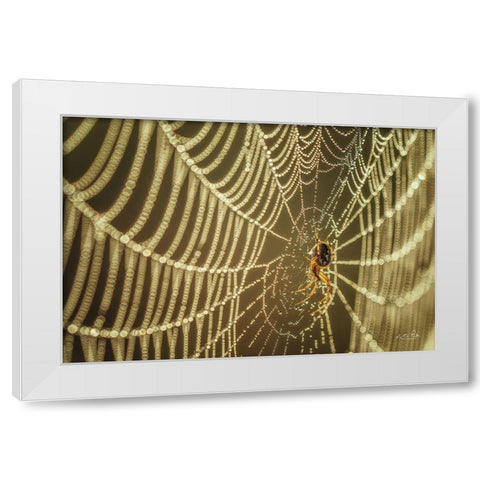 The Spider and Her Jewels White Modern Wood Framed Art Print by Podt, Martin