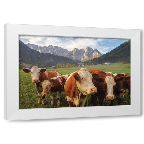 Austrian Cows White Modern Wood Framed Art Print by Podt, Martin