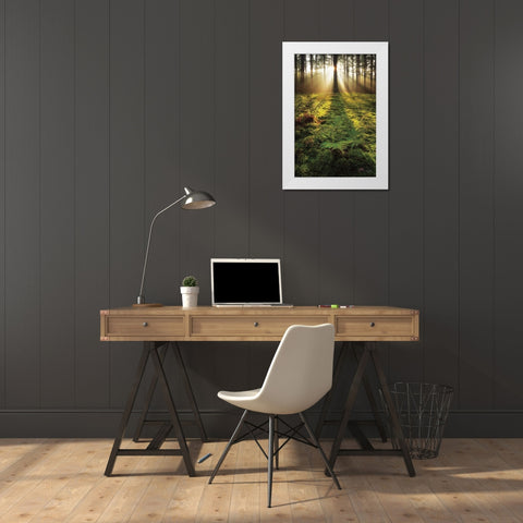 Ferns in the Morning Light White Modern Wood Framed Art Print by Podt, Martin