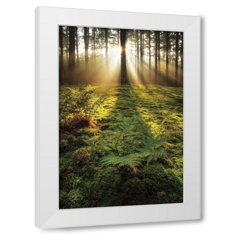 Ferns in the Morning Light White Modern Wood Framed Art Print by Podt, Martin