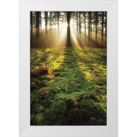 Ferns in the Morning Light White Modern Wood Framed Art Print by Podt, Martin