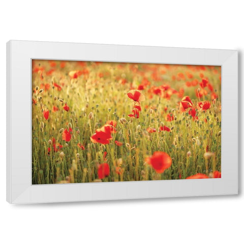 Poppy Field I White Modern Wood Framed Art Print by Podt, Martin