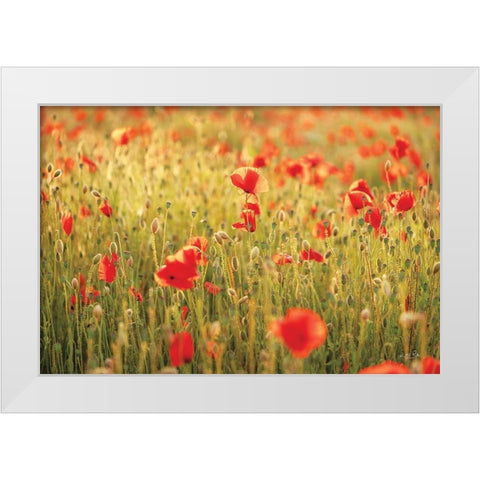 Poppy Field I White Modern Wood Framed Art Print by Podt, Martin
