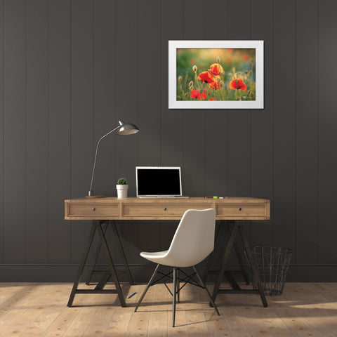 Poppy Field III White Modern Wood Framed Art Print by Podt, Martin