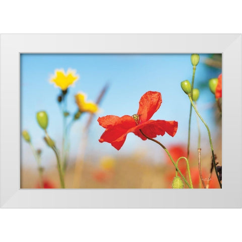 Summer Flowers White Modern Wood Framed Art Print by Podt, Martin