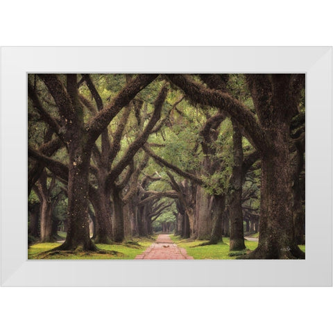 Lane of Oaks White Modern Wood Framed Art Print by Podt, Martin