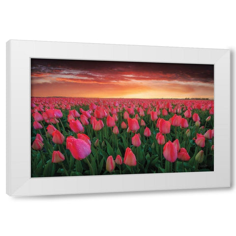 Tulip Field Sunset White Modern Wood Framed Art Print by Podt, Martin