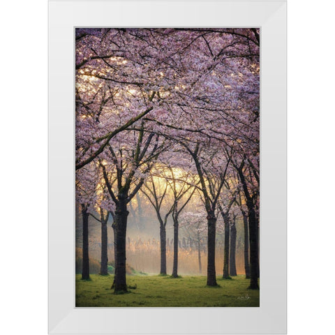 Cherry Trees at Sunrise White Modern Wood Framed Art Print by Podt, Martin