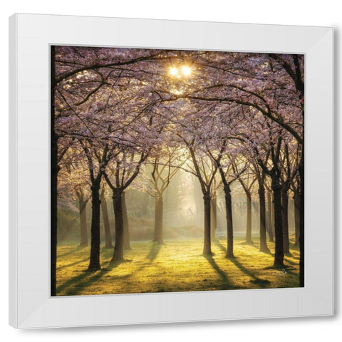 Cherry Trees in Morning Light II White Modern Wood Framed Art Print by Podt, Martin