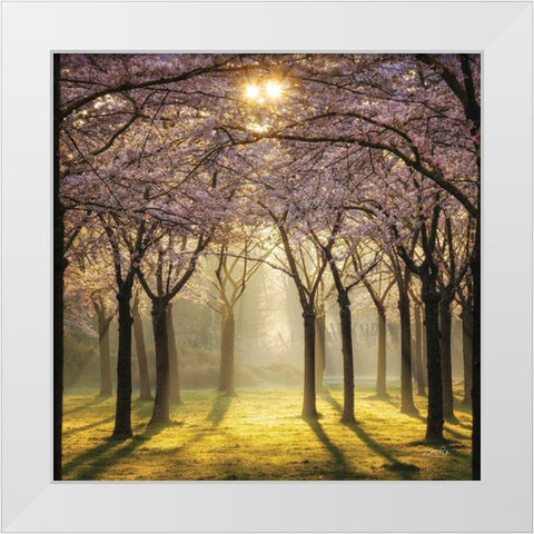 Cherry Trees in Morning Light II White Modern Wood Framed Art Print by Podt, Martin