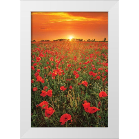 Poppies at Sunset White Modern Wood Framed Art Print by Podt, Martin