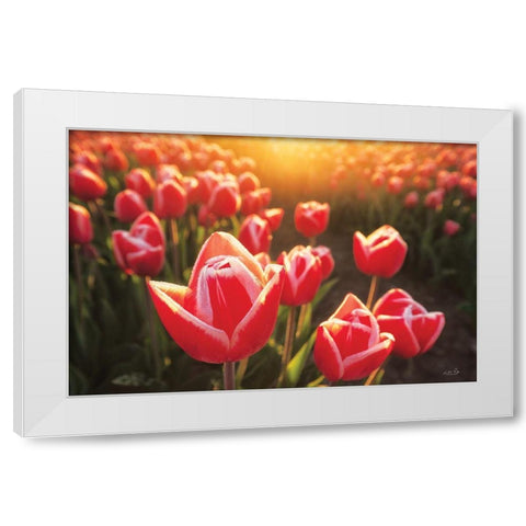 Tulips at Sunrise White Modern Wood Framed Art Print by Podt, Martin