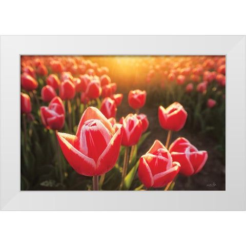 Tulips at Sunrise White Modern Wood Framed Art Print by Podt, Martin