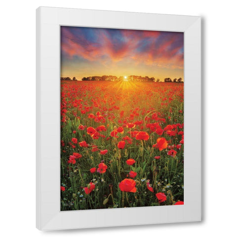Poppies at Sunset White Modern Wood Framed Art Print by Podt, Martin