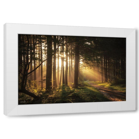 Light and Pines White Modern Wood Framed Art Print by Podt, Martin