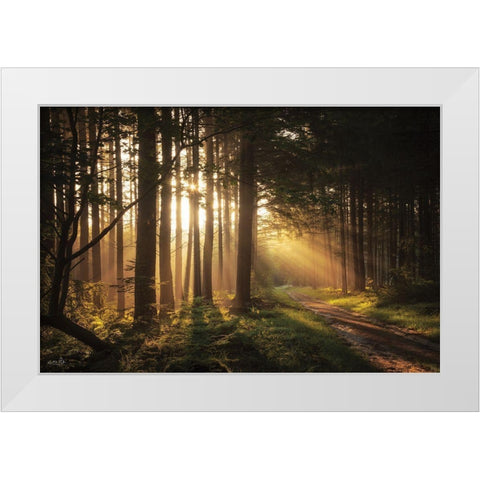 Light and Pines White Modern Wood Framed Art Print by Podt, Martin
