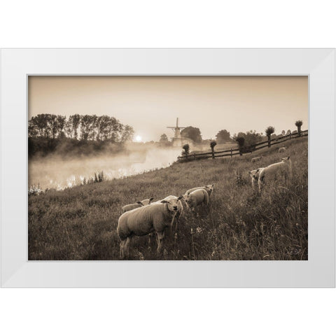 Grazing Sheep    White Modern Wood Framed Art Print by Podt, Martin
