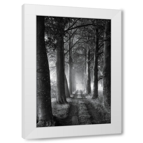 Forest Path White Modern Wood Framed Art Print by Podt, Martin