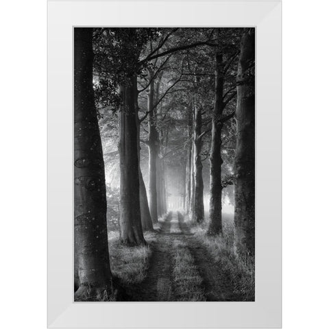 Forest Path White Modern Wood Framed Art Print by Podt, Martin