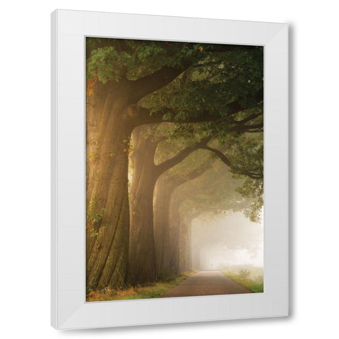 Twisted Trunk White Modern Wood Framed Art Print by Podt, Martin